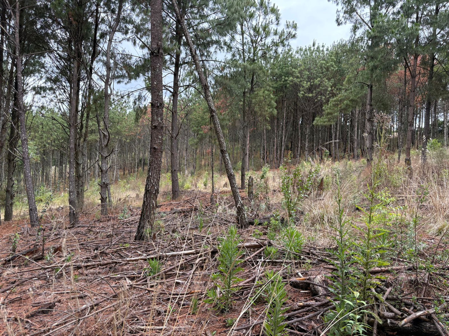 TERRENO EN VENTA EN ZIRAHUEN, MICHOACAN