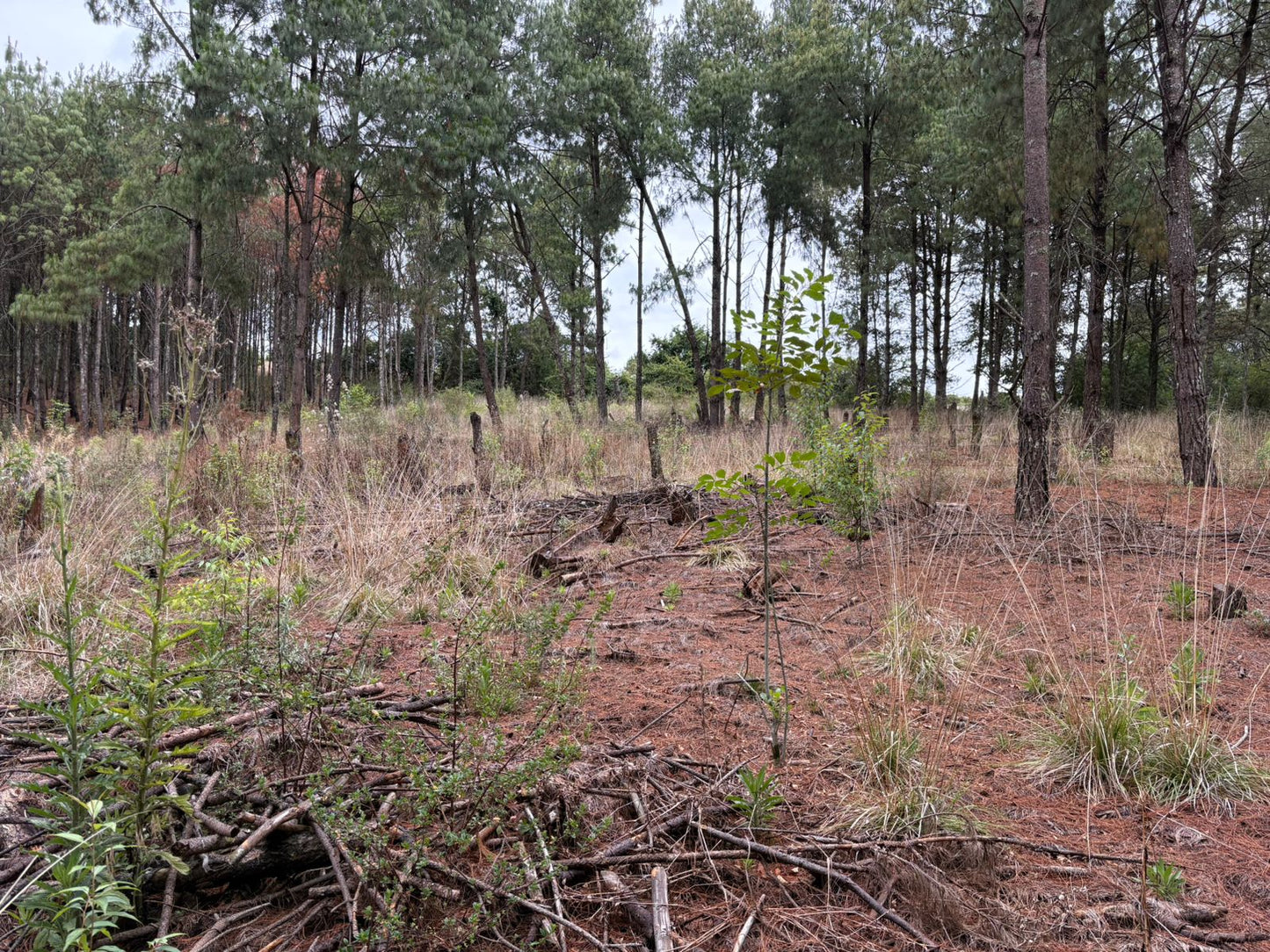 TERRENO EN VENTA EN ZIRAHUEN, MICHOACAN