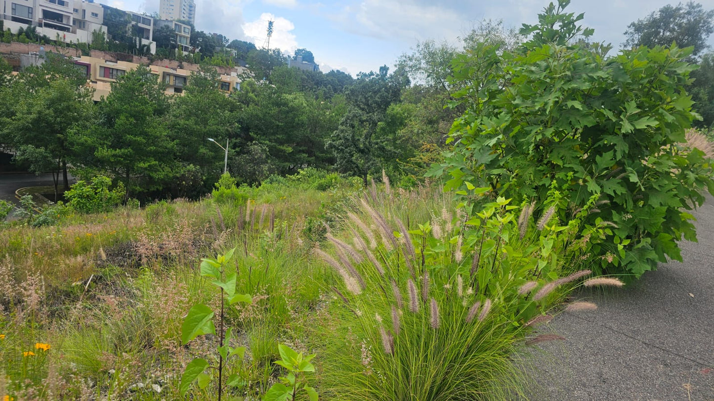 TERRENO EN VENTA EN BOSQUE MONARCA ALTOZANO, MORELIA